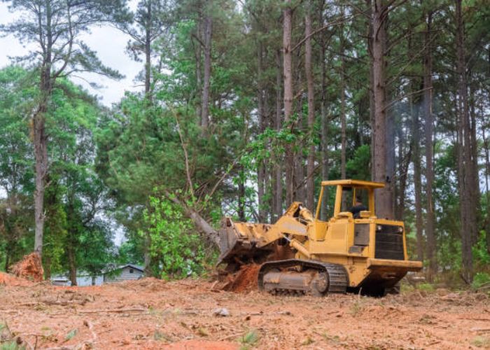 stump grinding in Austin