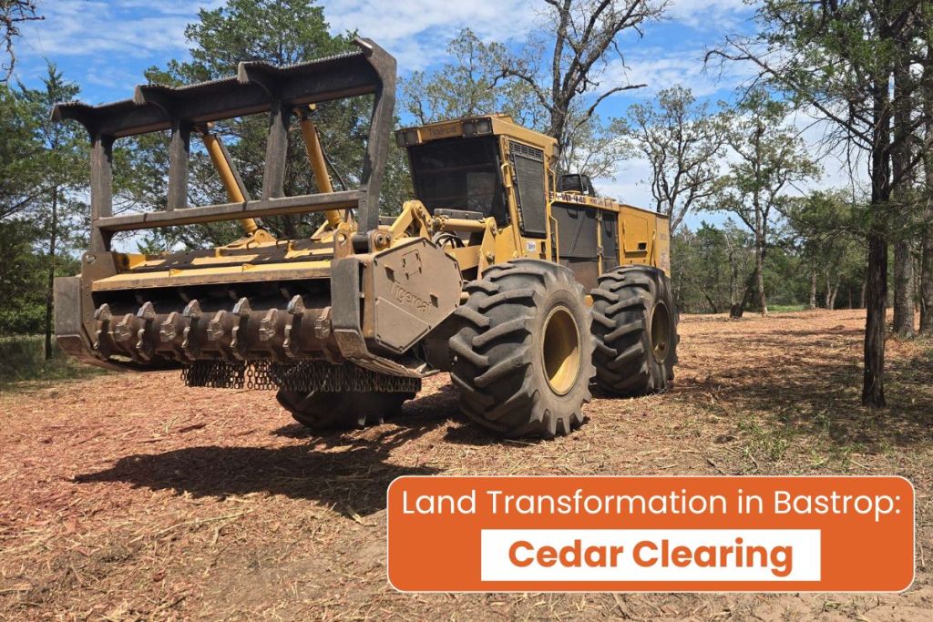 Cedar Clearing