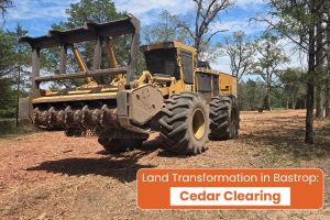 Cedar Clearing