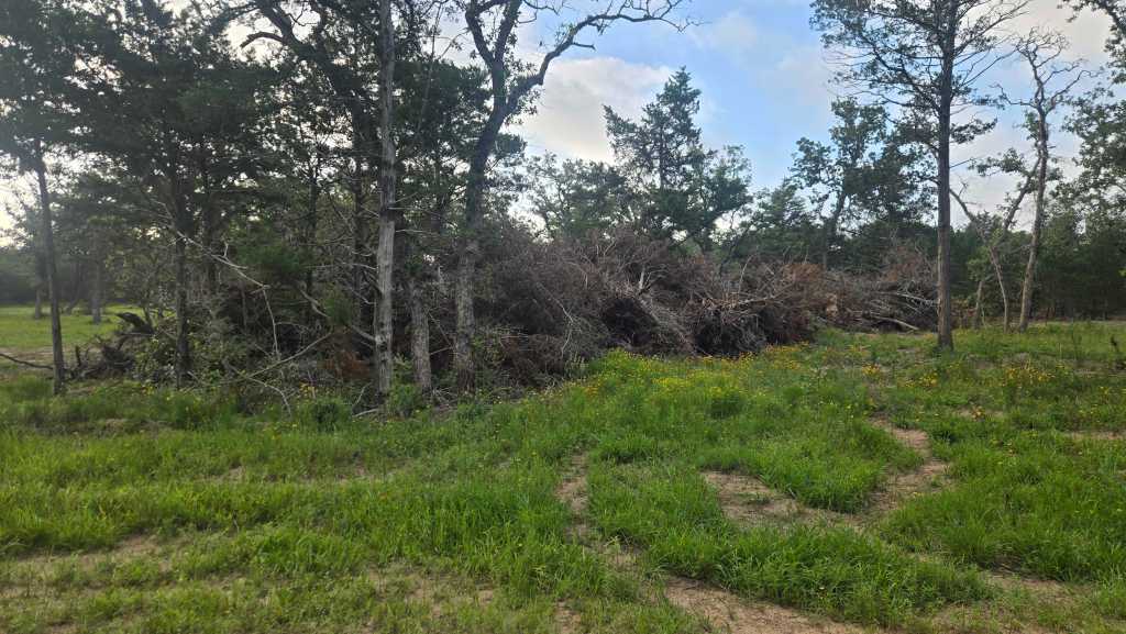 Brushy pasture before clearing near Columbus TX