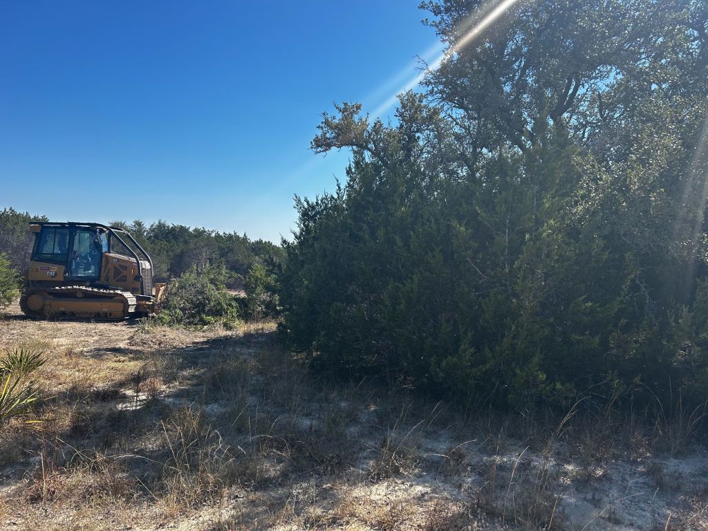 Cedar and brush before clearing in southeast Travis County near Del Valle TX