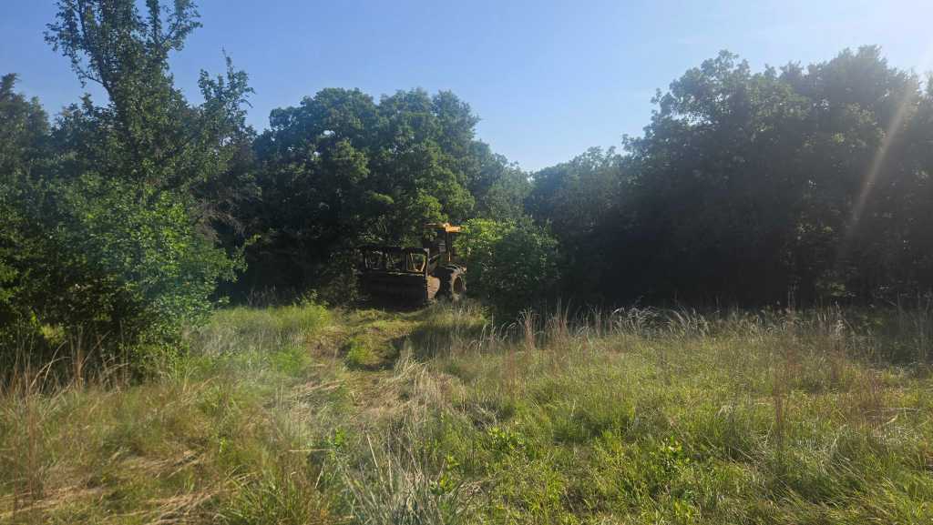 Cedar and brush before ranch clearing near Cisco TX