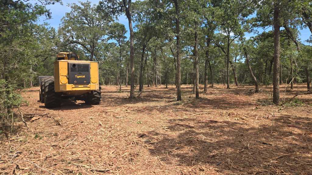 Cedar and brush thicket before clearing near Burnet TX