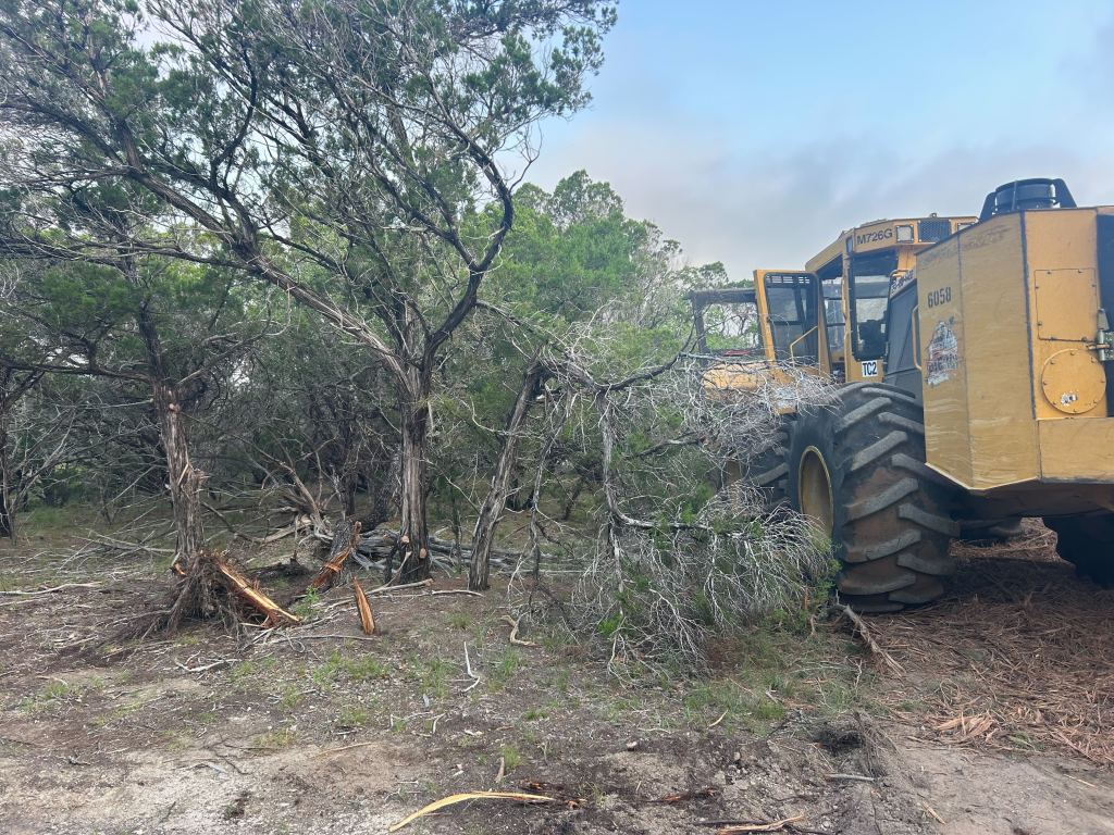 Cedar covered ground before clearing in the Hill Country near Johnson City TX