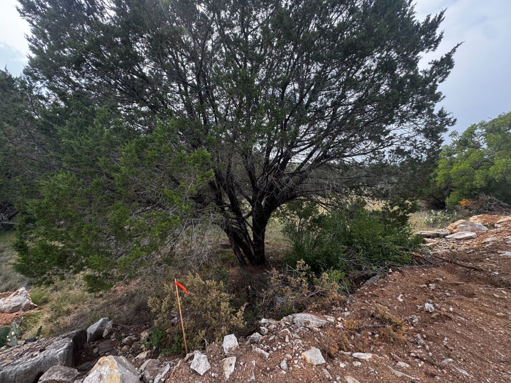 Cedar covered hillside before clearing near Spicewood TX