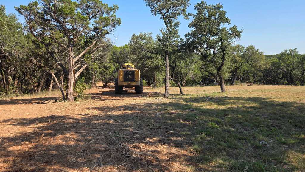 Cedar crowding oaks before clearing near Granbury TX