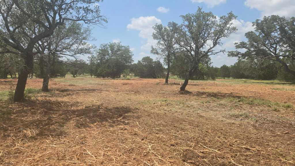 Fence row freshly cleared with oaks kept in Lampasas County TX