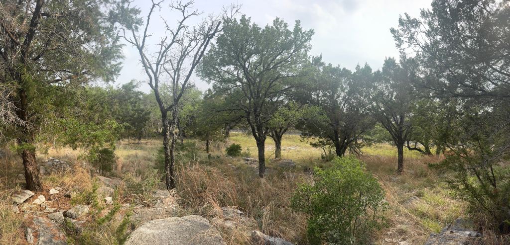 Cedar covered lot before clearing near Marble Falls TX