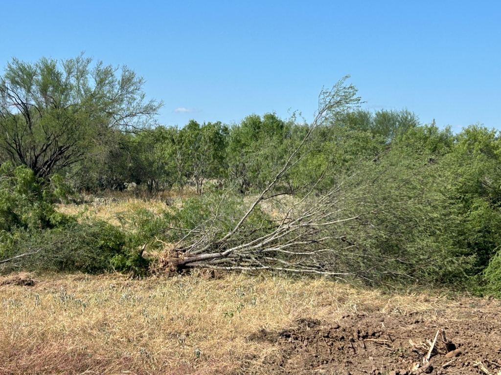 Cleared ground after grub and mulch work in San Antonio TX