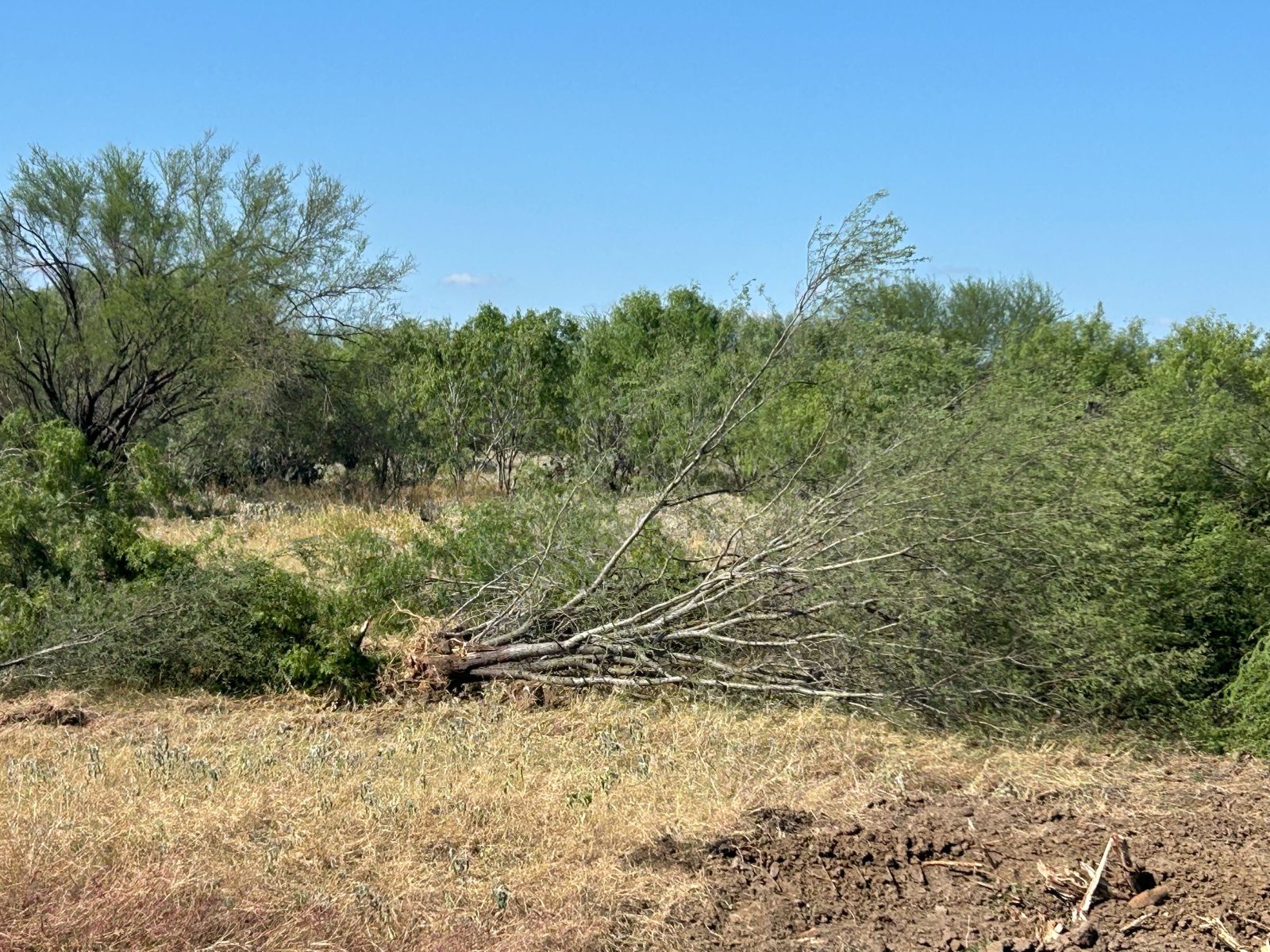 Cleared ground after grub and mulch work in San Antonio TX