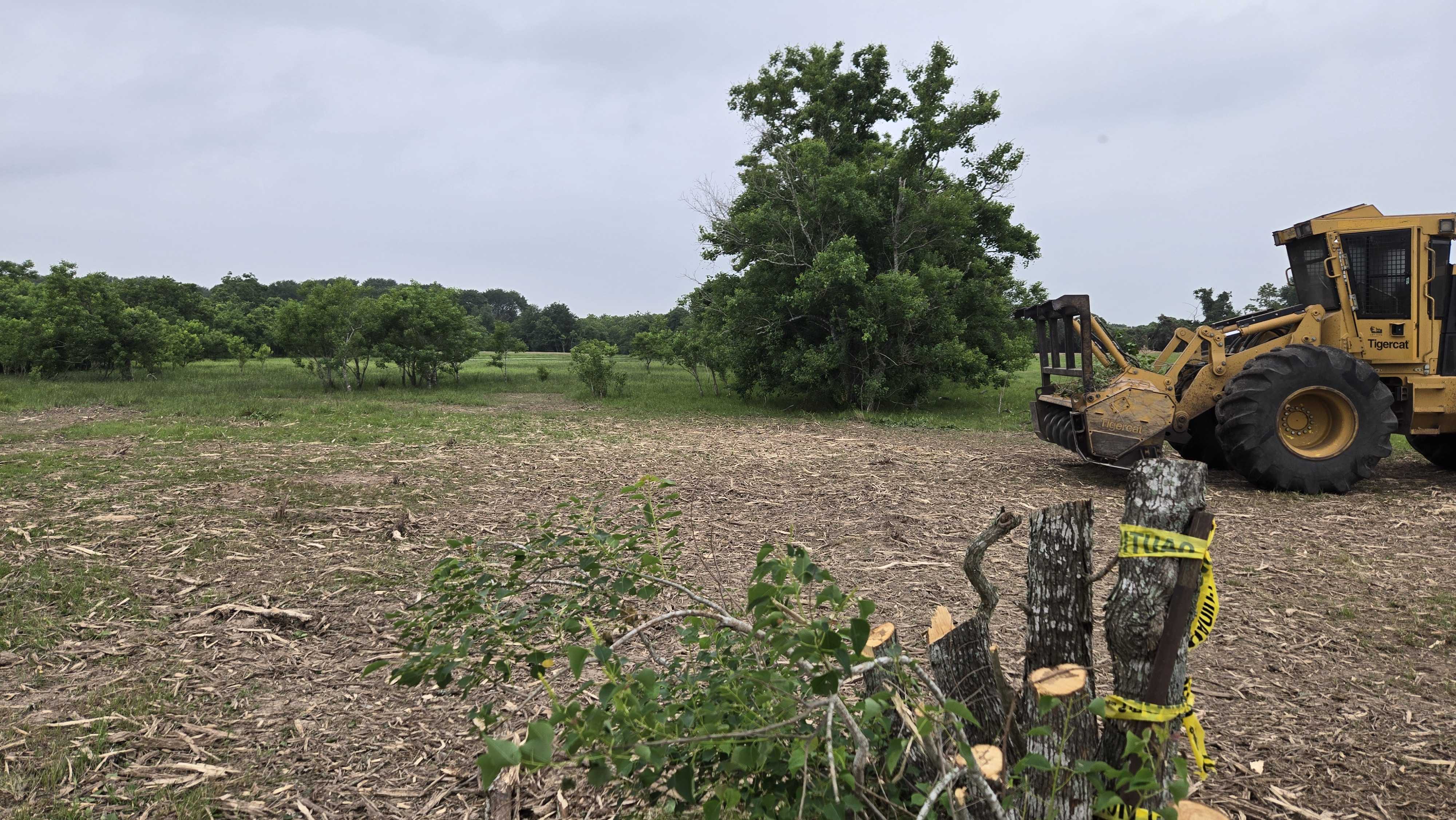 Clearing brush off old fence lines near Hallettsville TX