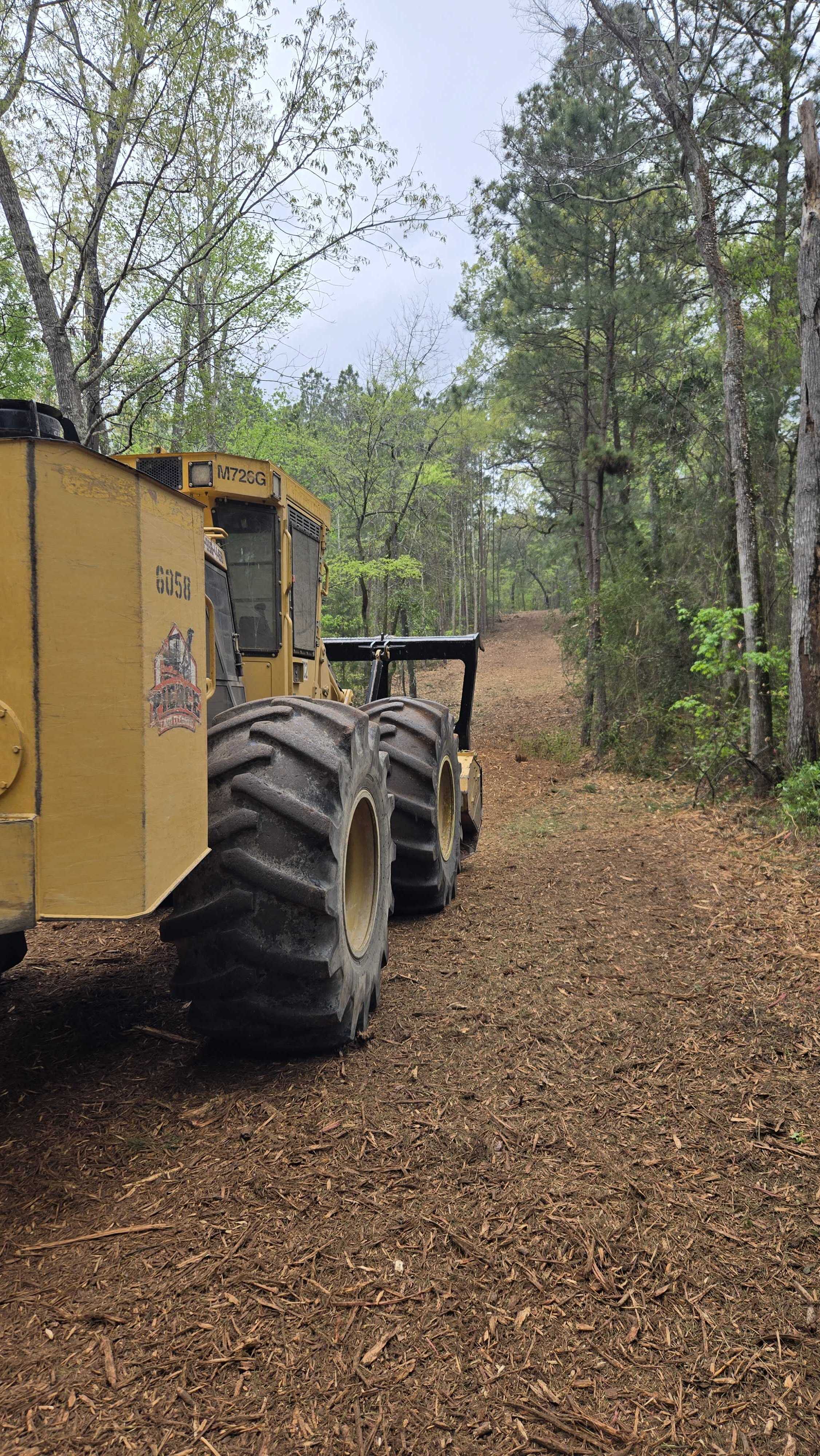 Fence line clearing through East Texas pine at Rusk Texas
