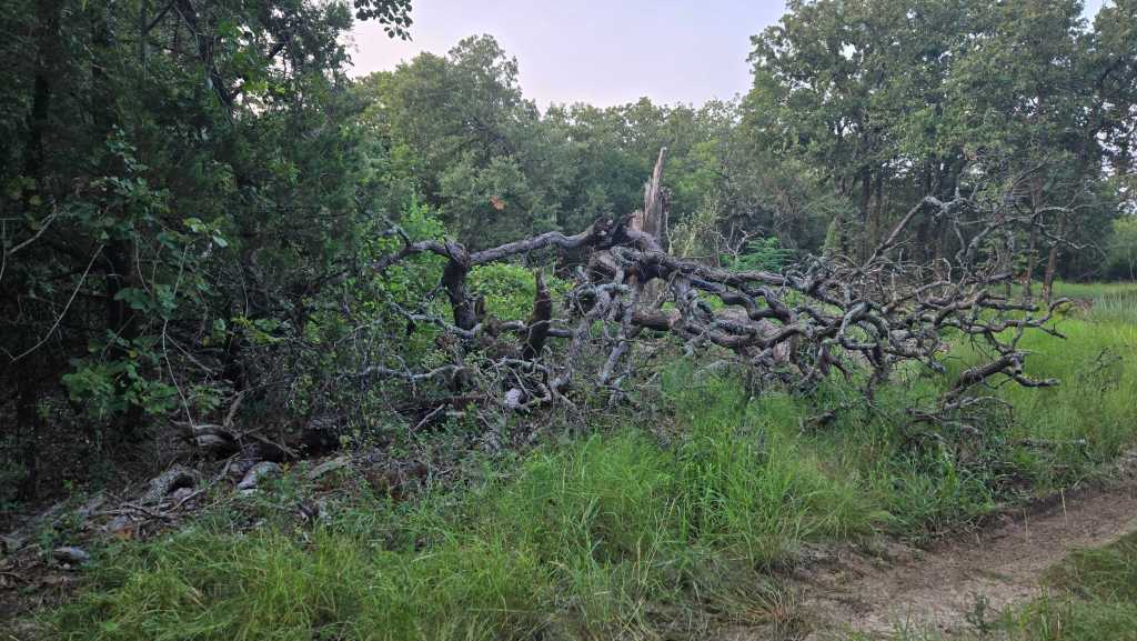 Storm damaged tree before mulching near Jonesboro TX