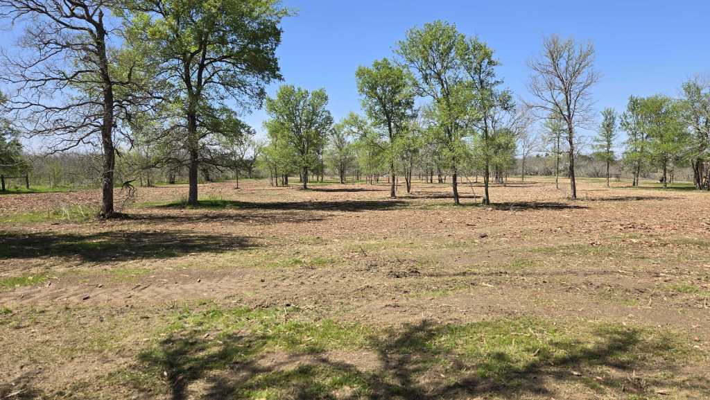 Mesquite taking a property before clearing near Rosanky TX
