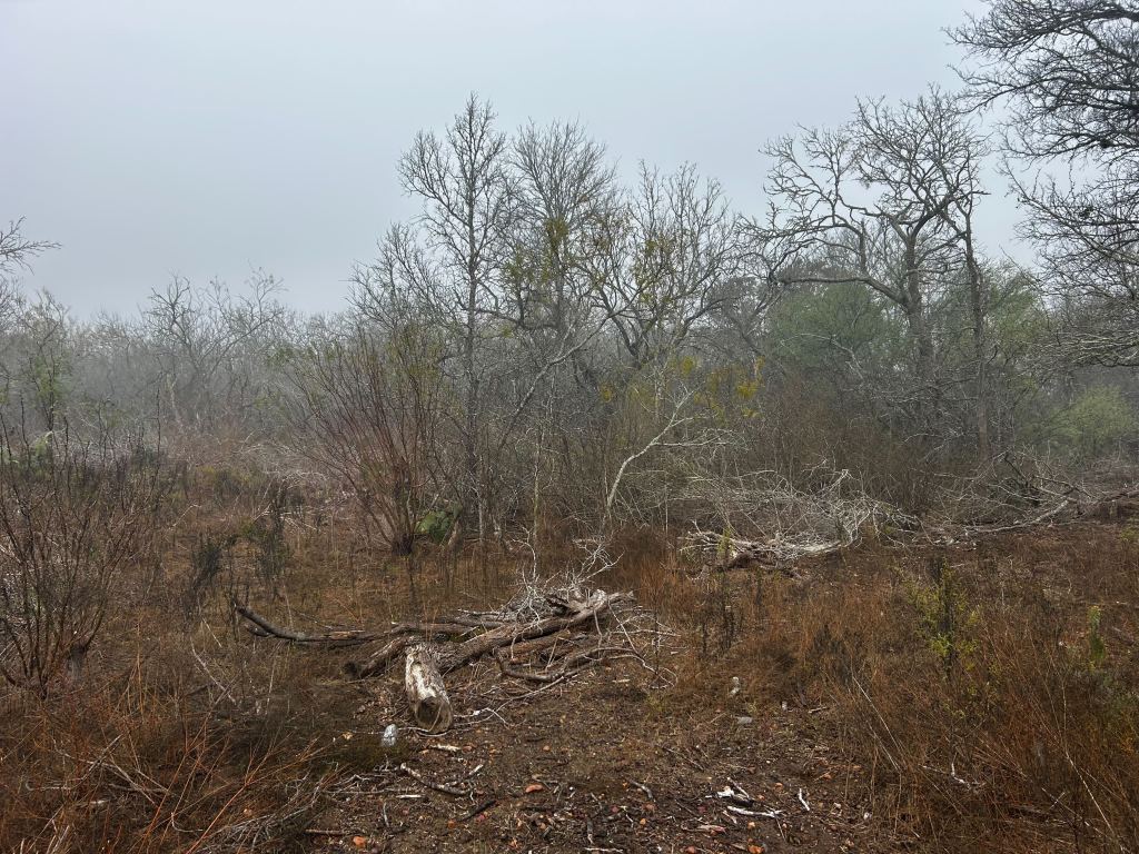 Mesquite and huisache brush before clearing near Cuero TX
