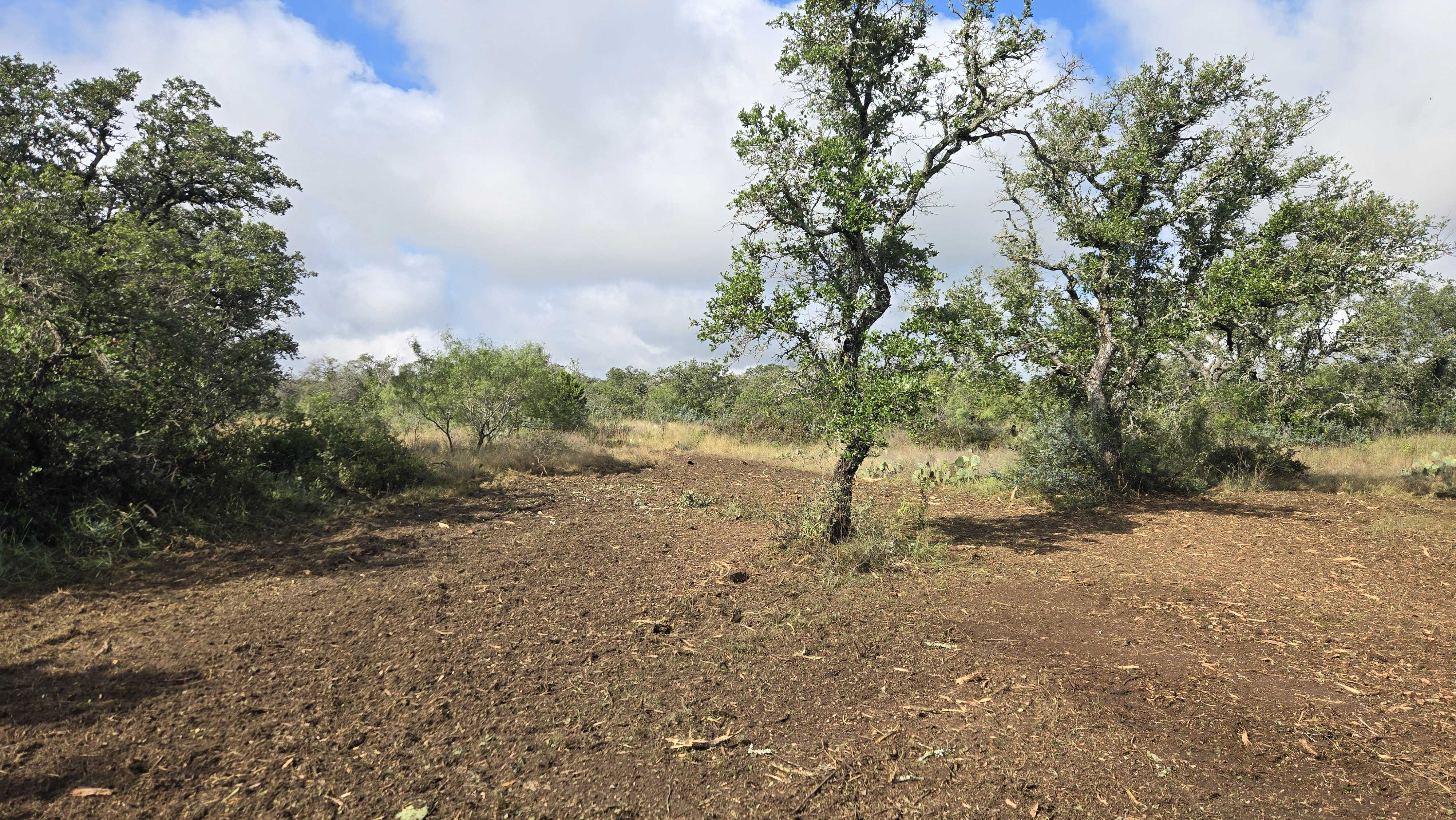Mesquite and prickly pear on McCulloch County ranch ground near Brady TX