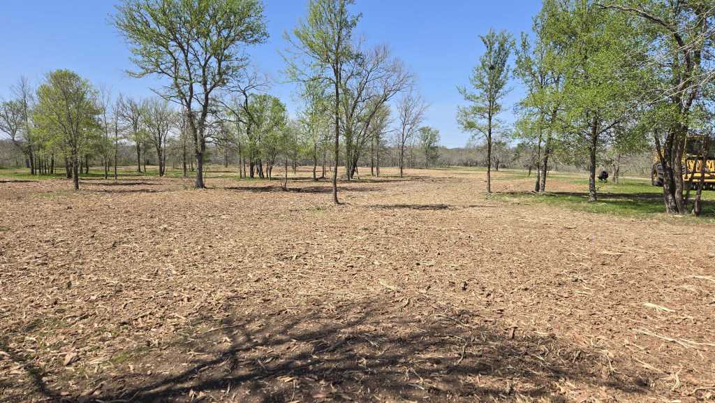 Thick mesquite before clearing on ranch land near Brownwood TX