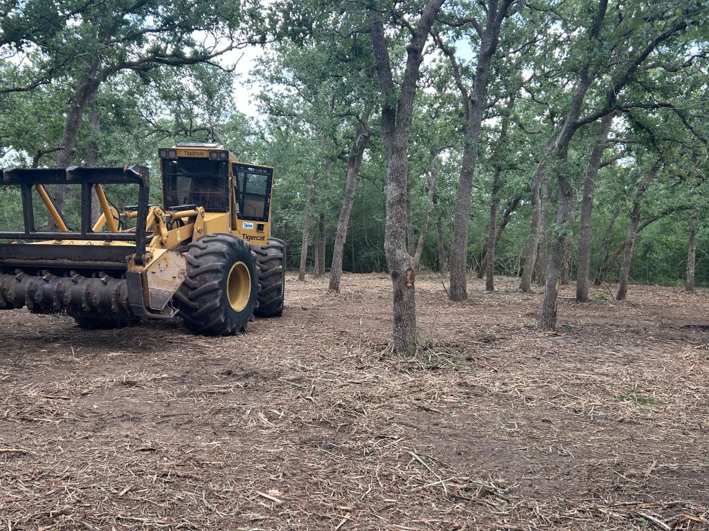 Mulched understory with post oaks preserved near Bryan TX