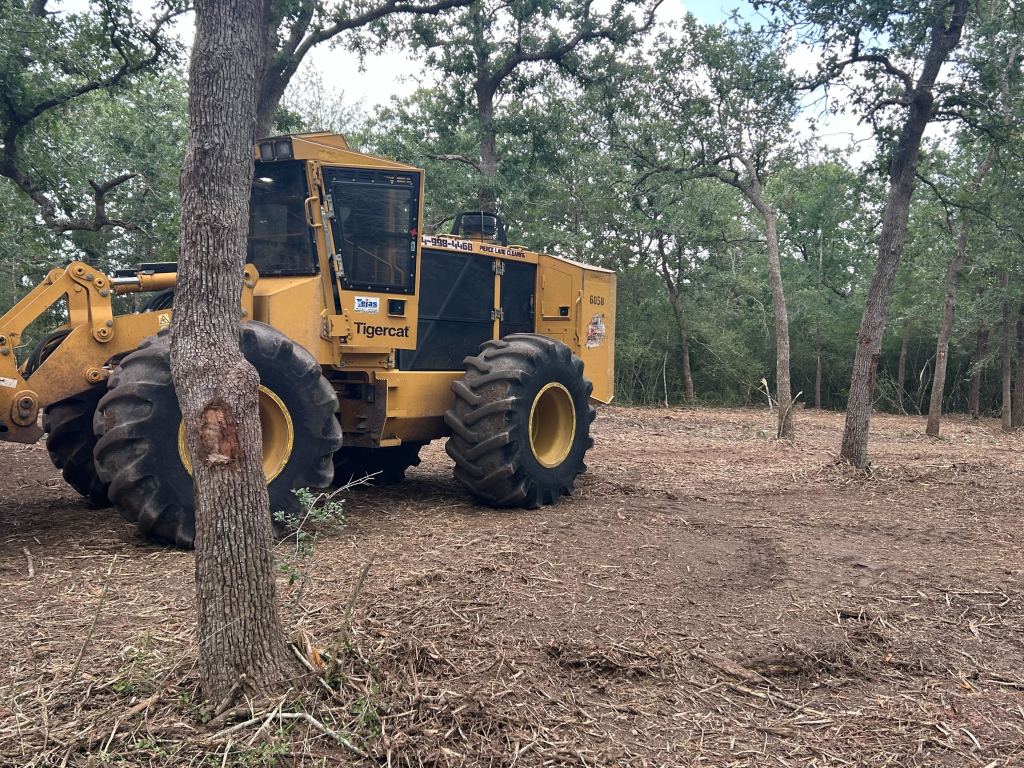 Open woods after understory mulching near Caldwell TX
