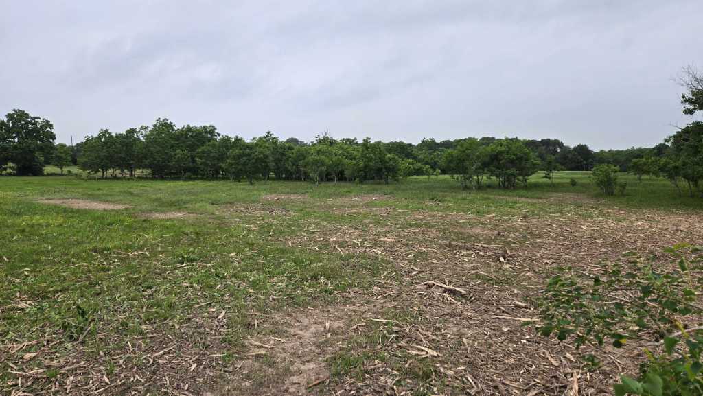 Overgrown field before mulching northwest of Houston TX