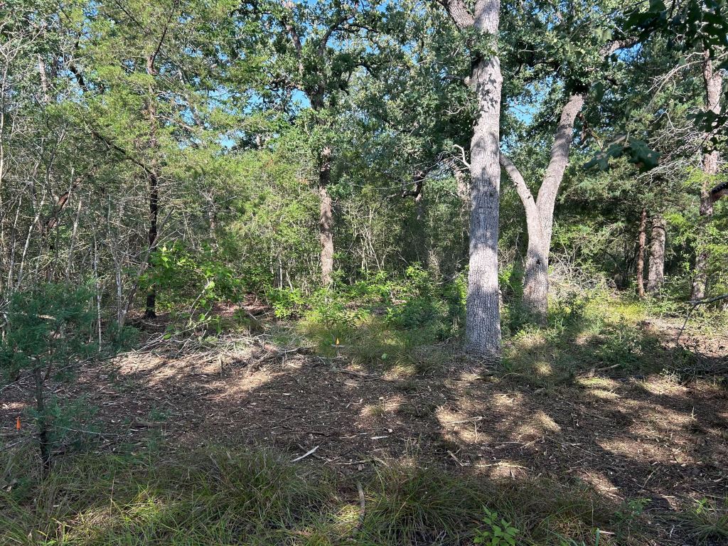 Overgrown post oak woods before clearing near Caldwell TX