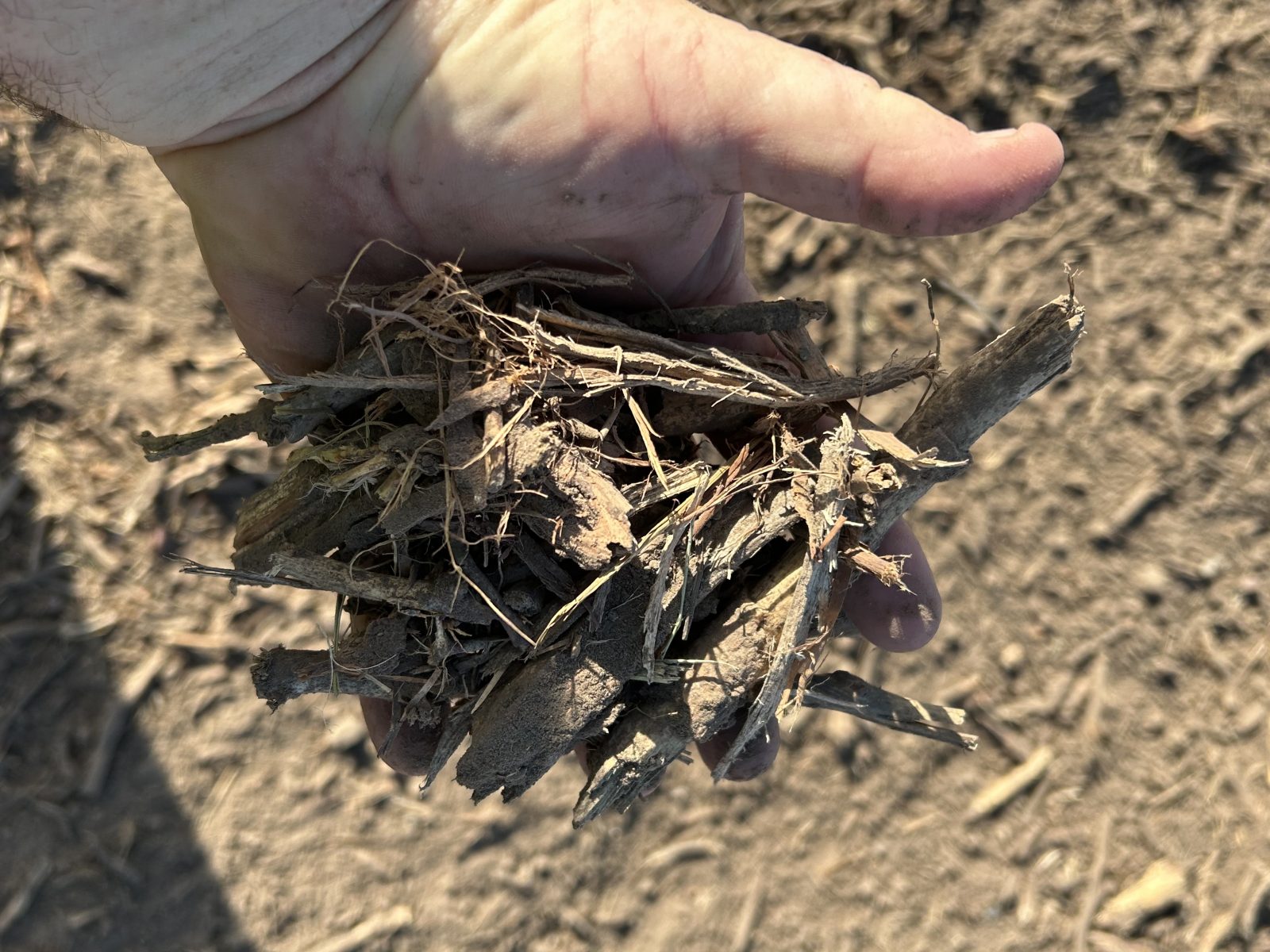 Fine mulch in hand after shredding on the Cattlemen Solar project near Rosebud Texas