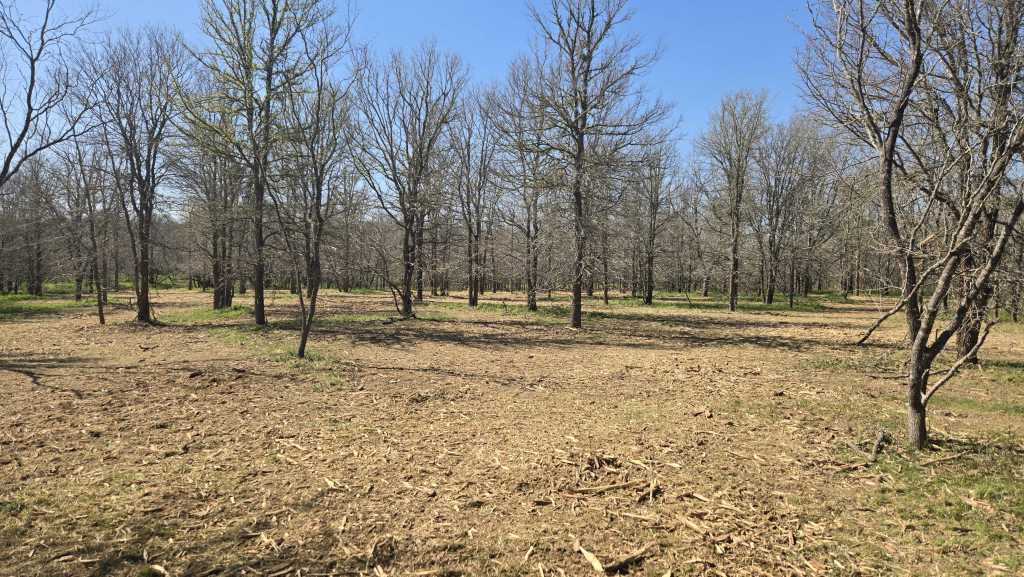 Selectively cleared woodland with healthy oaks left standing near Boerne TX