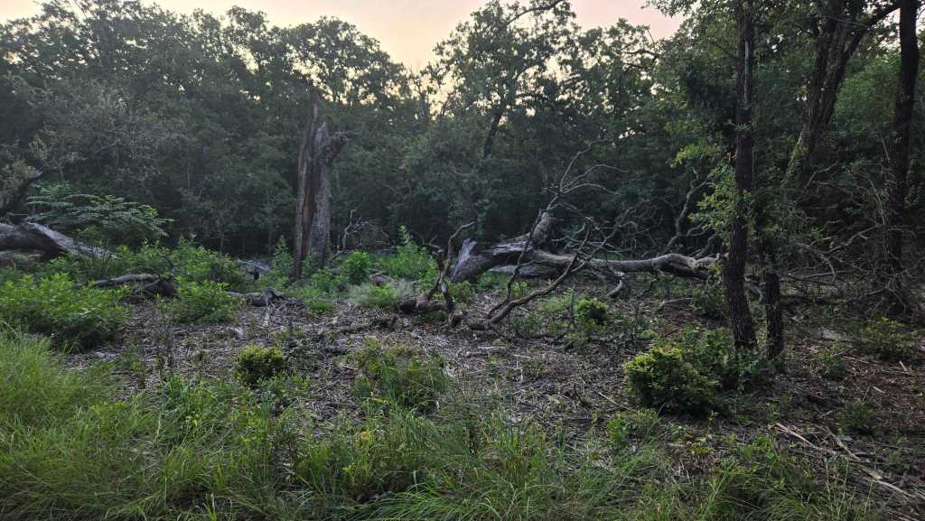 Storm damaged tree before mulching near Gatesville TX