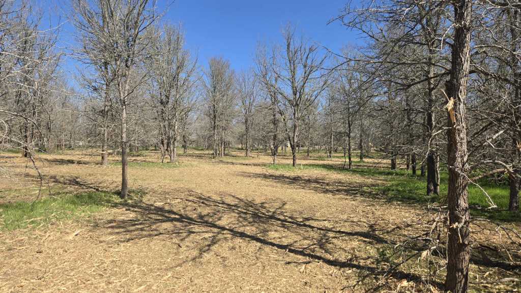Selectively thinned oak woodland on Texas ranch land near Brownwood