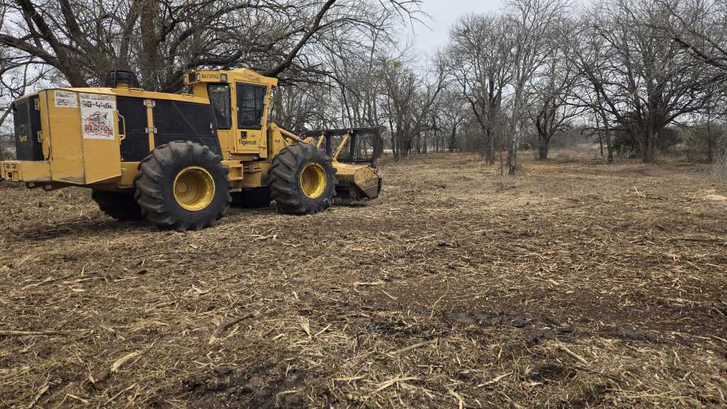 Understory brush and small trees before clearing near Fort Worth TX