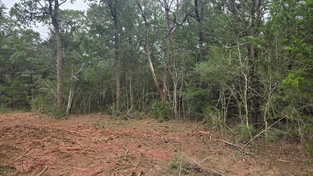 Understory brush on a Brazos County property near College Station TX