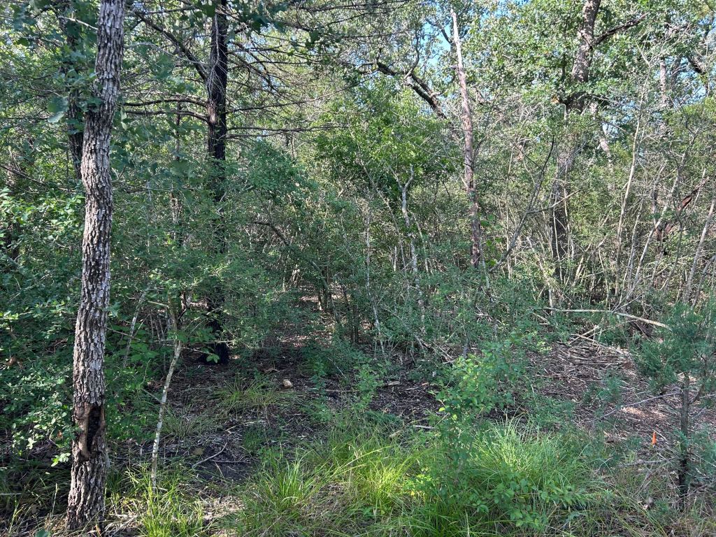 Dense yaupon thicket before land clearing near Bryan TX