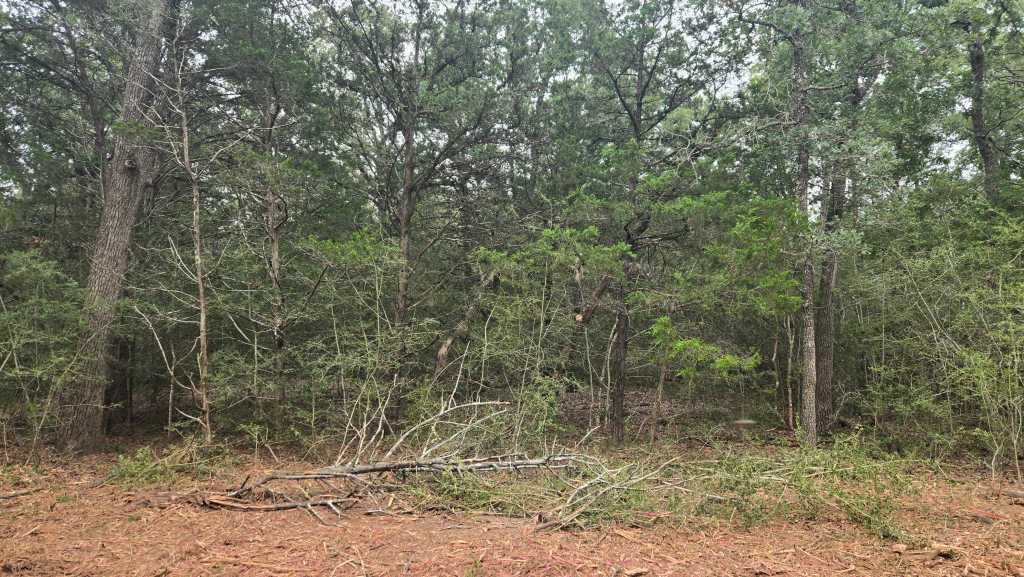 Solid yaupon thicket before clearing near College Station TX