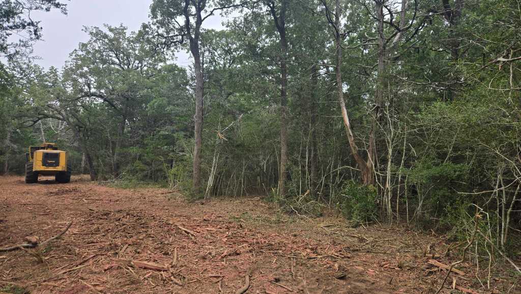 Yaupon and underbrush choking a pasture before clearing near Bertram TX