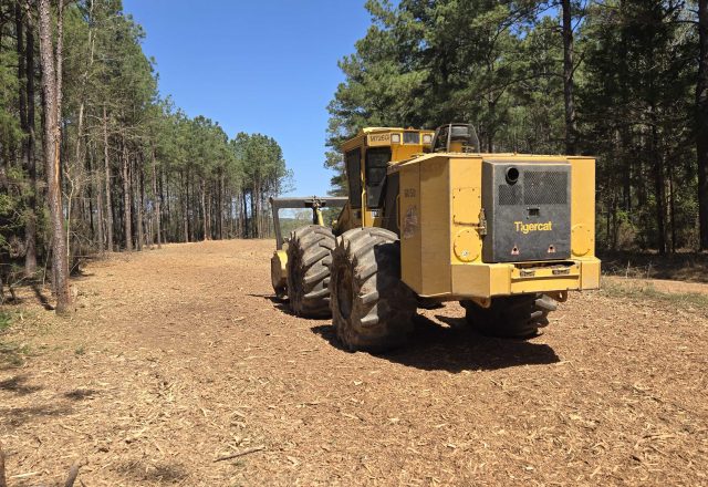 Cleared fence line corridor through pines near Conroe TX